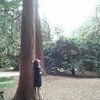 eucalypt